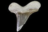 Cretoxyrhina Shark Tooth - Kansas #71743-1